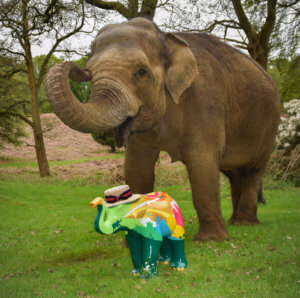 Living Magazines Big Trunk Trail Peanut visits a friend at Woburn Safari Park