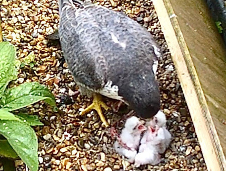 Living Magazines Peregrine Falcon chicks feeding (c) Barry Trevis