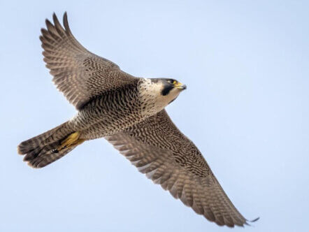 Living Magazines Peregrine Falcon in flight (c) Patrick Wainwright
