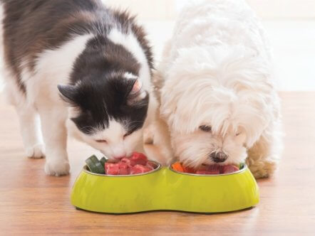 Living Magazines Pets Eating Raw Food