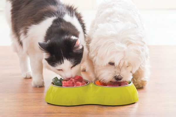 Living Magazines Pets Eating Raw Food