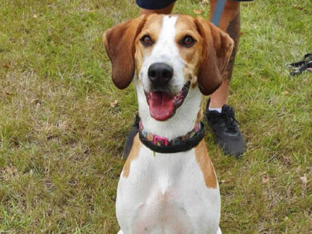 Living Magazines RSPCA rescue dog Bella