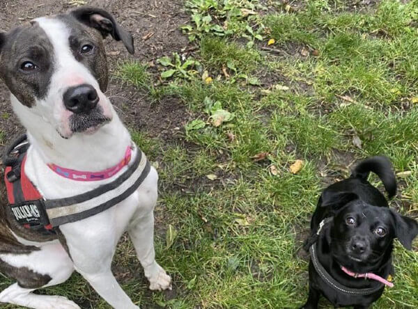 RSPCA rescue pets can still find new homes in lockdown - Living Magazines