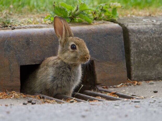 Rabit Credit Paul Bunyard