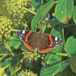 Red Admiral on Ivy