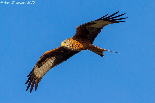 Living Magazines Red kite (credit Alan Shearman)