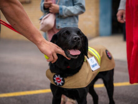 Living Magazines Reqs Herts Fire Investigation Dog