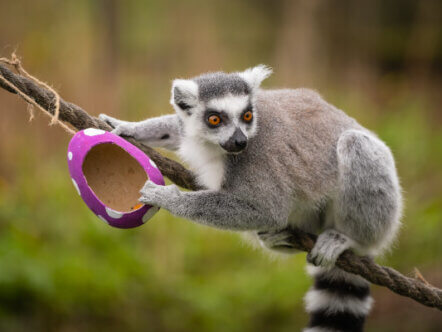 Ring-tailed lemurs treated to sweet-potato filled easter eggs of their own (c) Whipsnade Zoo