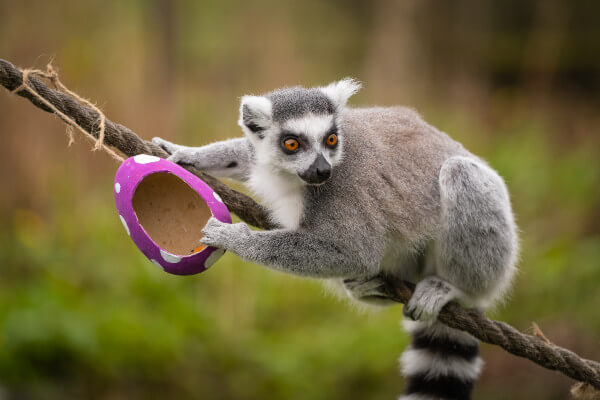 Ring-tailed lemurs treated to sweet-potato filled easter eggs of their own (c) Whipsnade Zoo