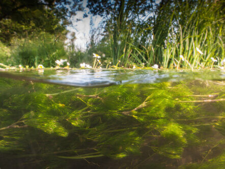 River Mimram surface and under water (c) Peter Tatton