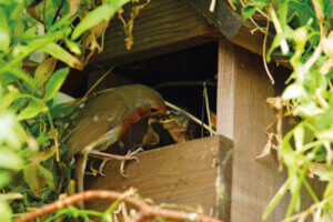 Robin in bird box