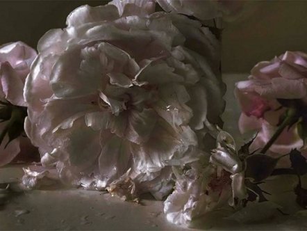 Living Magazines Roses-from-my-Garden-Nick-Knight