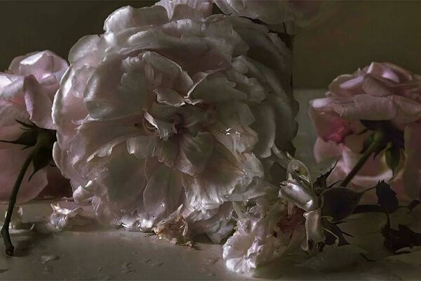 Living Magazines Roses-from-my-Garden-Nick-Knight