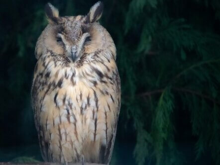 Rotary Young Photographer Tamsin Hall_11_Nightwatchman