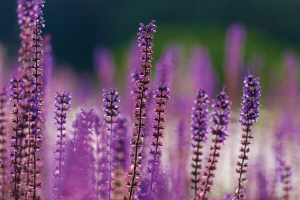 Living Magazines Purple Salvia nemorosa flowers in summer