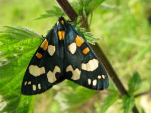 Living Magazines Scarlet tiger moth © RHS Andrew Halstead