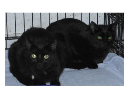 Living Magazines Sid and Luther Cats Protection