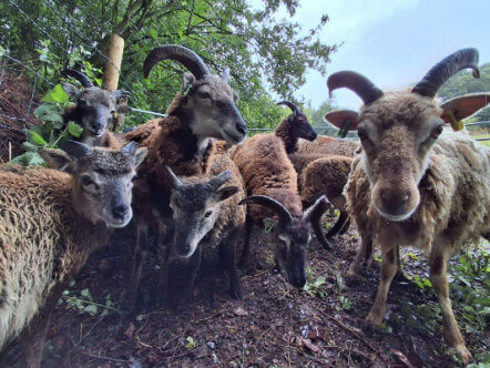 Soay ewes and lambs at Aldbury Nowers Nature Reserve © Herts and Middlesex Wildlife Trust