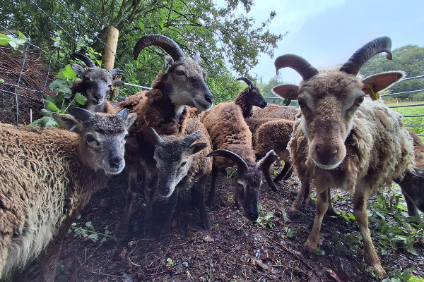 Soay ewes and lambs at Aldbury Nowers Nature Reserve © Herts and Middlesex Wildlife Trust