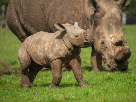 Southern White Rhino calf Benja and mum Jaseera at Whipsnade Zoo