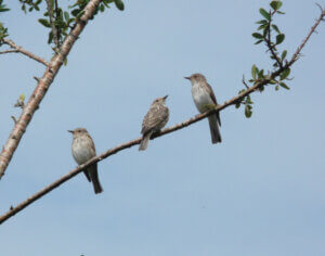 Spotted flycatcher family