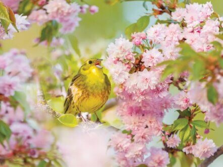 bird among a flowering tree sings a spring song , springtime