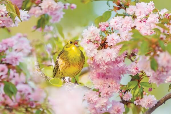 bird among a flowering tree sings a spring song , springtime