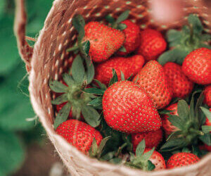 Strawberries - AdobeStock_893584104