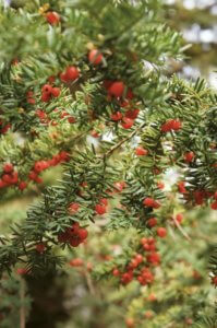 Living Magazines Taxus baccata