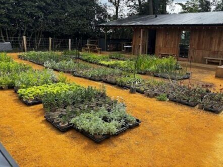 The Orchard Nursery Project, Sunnyside Rural Trust