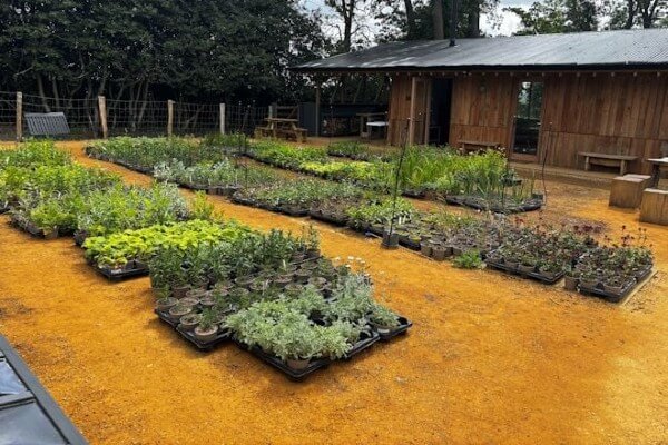 The Orchard Nursery Project, Sunnyside Rural Trust