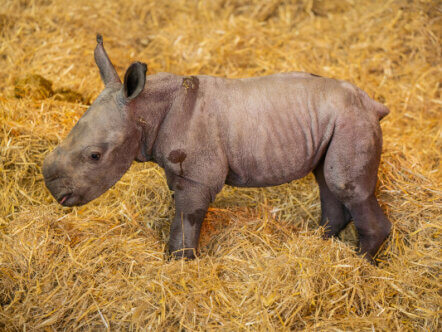 The newborn rhino calf exploring his cosy indoor den at Whipsnade Zoo (c) Whipsnade Zoo