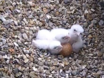 Three Peregrine Falcon Chicks (c) St Albans Cathedral Webcam