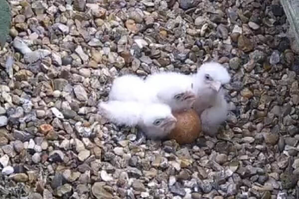 Three Peregrine Falcon Chicks (c) St Albans Cathedral Webcam