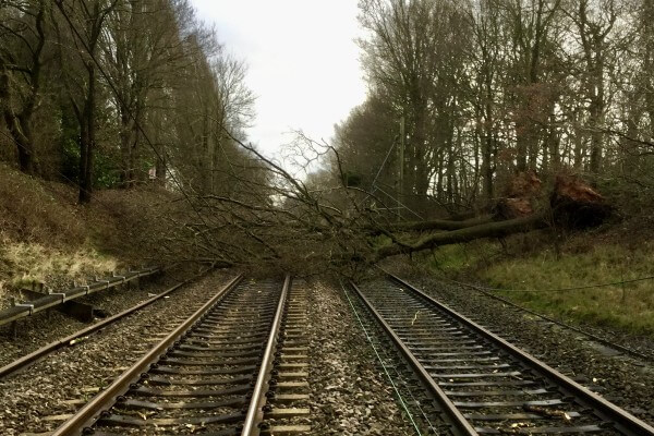 Living Magazines Tree blocking all lines at Four Ashes in Staffordshire