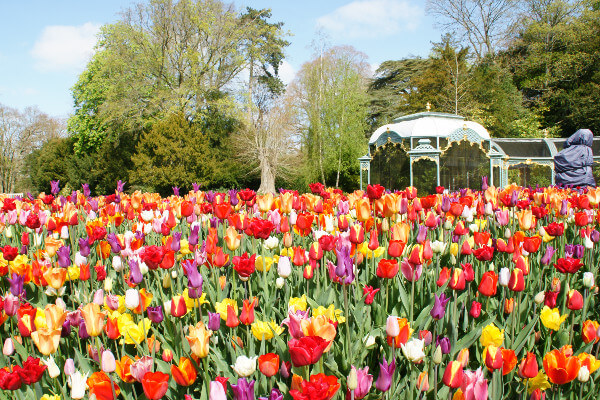 Living Magazines Tulips in Aviary garden, Mike Buffin (c) Waddesdon, A Rothschild House & Gardens