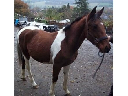 Living Magazines Two Oaks Pony Sanctuary