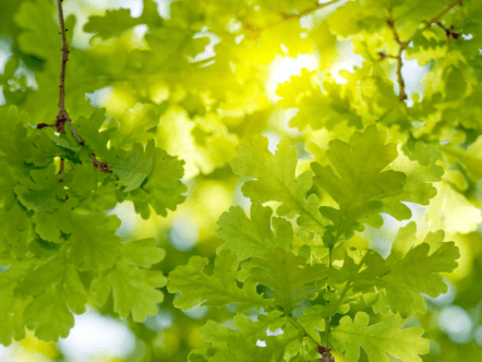 Oak Tree planted in Queens Memory