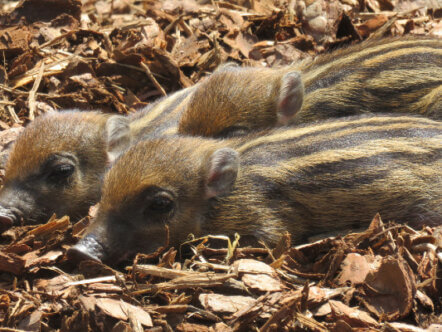 Visayan warty piglets