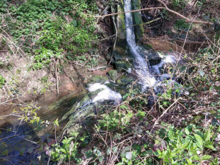 Water Outfall Standon - pollution