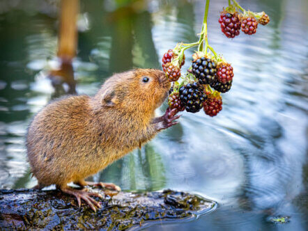 Water Vole at Thorley Wash (c) Sophia Spurgin