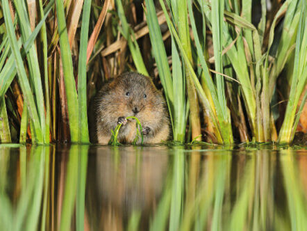 Water vole (c) Terry Whitakker 2020
