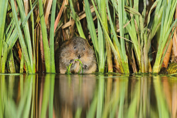 Water vole (c) Terry Whitakker 2020