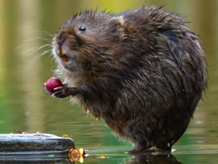 Living Magazines Water vole © Russell Savory