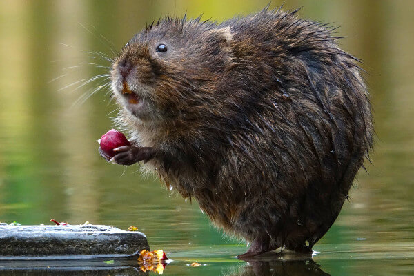 Living Magazines Water vole © Russell Savory