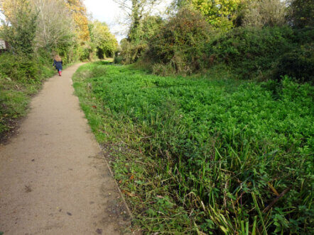 Wendover Canal Upgraded towpath near Bankside