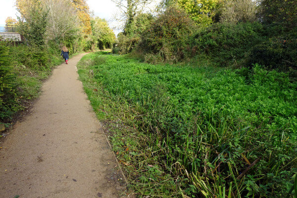 Wendover Canal Upgraded towpath near Bankside