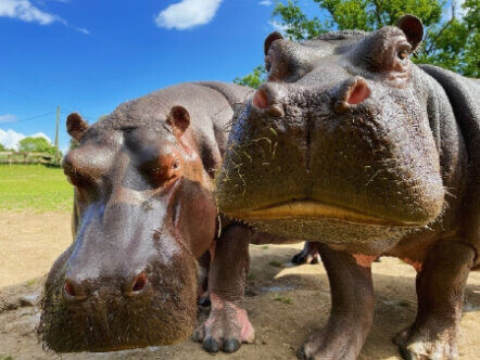 Living Magazines Whipsnade Hippo Experience