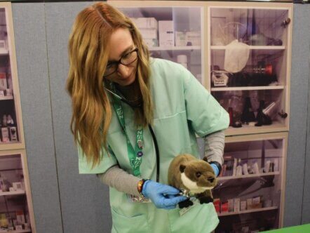 Whipsnade Zoo team shows how to examine a (cuddly) otter at Vets in Action (c) ZSL