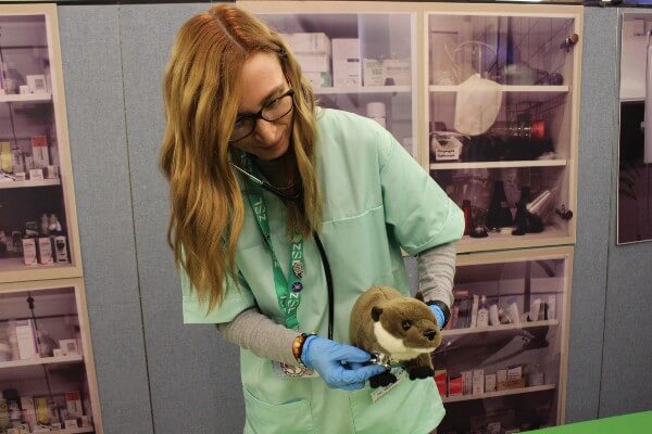 Whipsnade Zoo team shows how to examine a (cuddly) otter at Vets in Action (c) ZSL